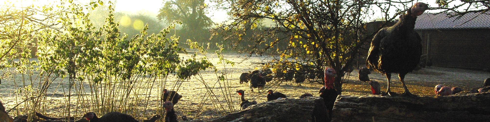 Heart of England Farms - Christmas Turkeys, Cockerels and Geese